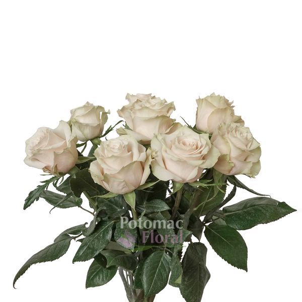Champagner Rose - Antique Blush, 40-50 cm - Potomac Floral Wholesale